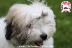 SHAYNA-LAI-The-Sweetest-Coton-4