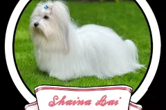 SHAYNA-LAI-The-Sweetest-Coton-main-1