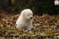 TSC-Coton-de-Tulear-puppies-in-garden-1