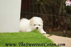 TSC-Coton-de-Tulear-puppies-in-garden-10
