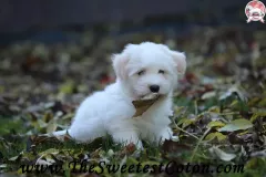 TSC-Coton-de-Tulear-puppies-in-garden-11