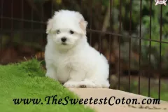 TSC-Coton-de-Tulear-puppies-in-garden-12