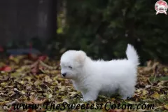 TSC-Coton-de-Tulear-puppies-in-garden-13
