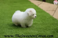 TSC-Coton-de-Tulear-puppies-in-garden-14
