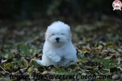 TSC-Coton-de-Tulear-puppies-in-garden-15