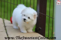 TSC-Coton-de-Tulear-puppies-in-garden-16