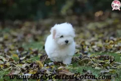 TSC-Coton-de-Tulear-puppies-in-garden-17
