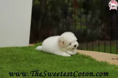 TSC-Coton-de-Tulear-puppies-in-garden-18