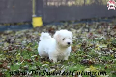 TSC-Coton-de-Tulear-puppies-in-garden-19