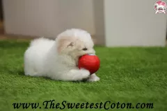 TSC-Coton-de-Tulear-puppies-in-garden-2