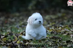 TSC-Coton-de-Tulear-puppies-in-garden-3