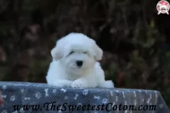 TSC-Coton-de-Tulear-puppies-in-garden-4