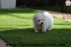 TSC-Coton-de-Tulear-puppies-in-garden-5