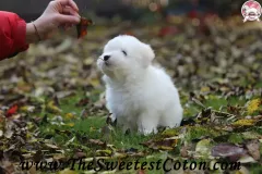 TSC-Coton-de-Tulear-puppies-in-garden-6