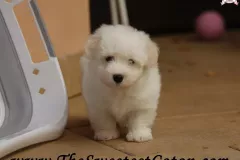 TSC-Coton-de-Tulear-puppies-in-garden-7