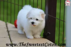 TSC-Coton-de-Tulear-puppies-in-garden-8