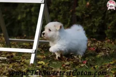 TSC-Coton-de-Tulear-puppies-in-garden-9