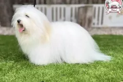 Ussuri-The-Sweetest-Coton-3