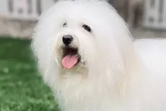 Ussuri-The-Sweetest-Coton-4