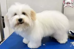 Ussuri-The-Sweetest-Coton-5