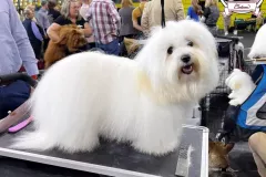 Ussuri-The-Sweetest-Coton-6