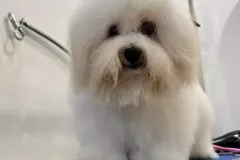 Ussuri-The-Sweetest-Coton-7