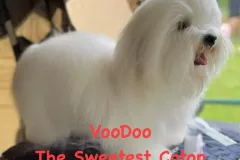 VOODOO-The-Sweetest-Coton-3