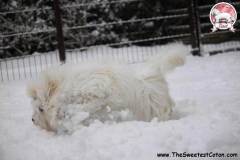 winter-or-summer-9