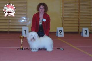 Coton de Tulear in Bydgoszcz