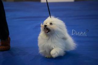 Coton de Tulear - Brno