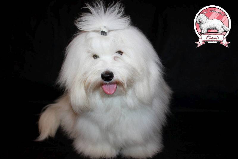 Bellezza Bianco The Sweetest Coton