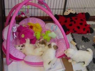 Coton puppies on play mat