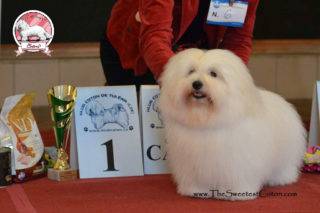 coton de tulear