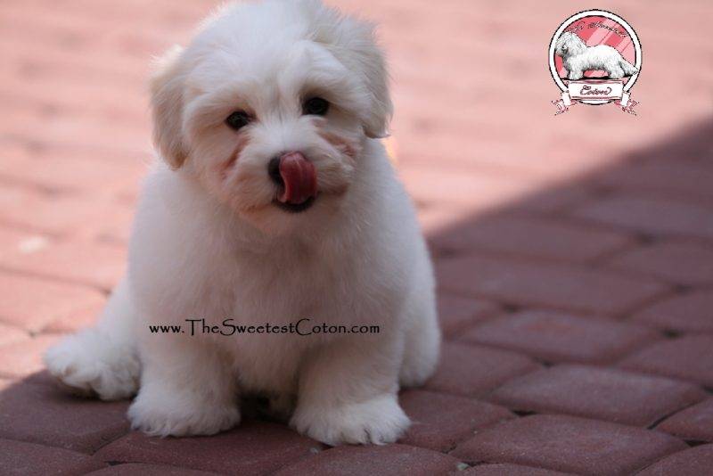 Coton de Tulear puppies for sale