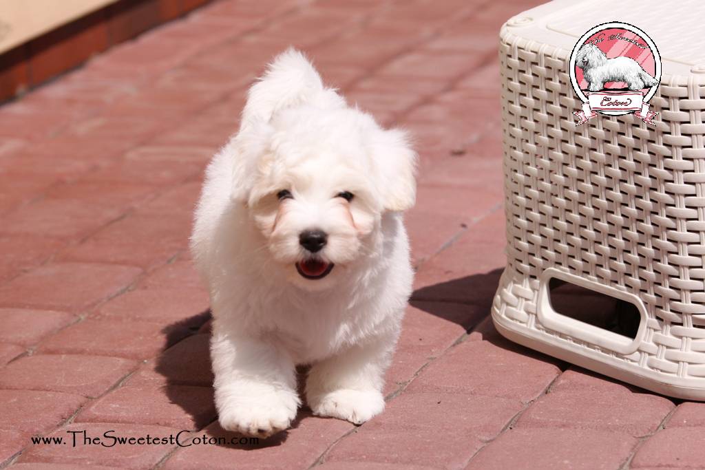 Coton de Tulear puppies for sale