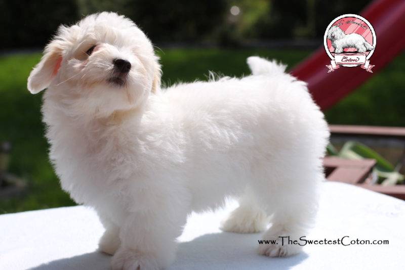 Coton de Tulear puppies for sale