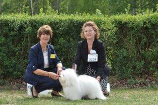 Coton de Tulear Warsaw