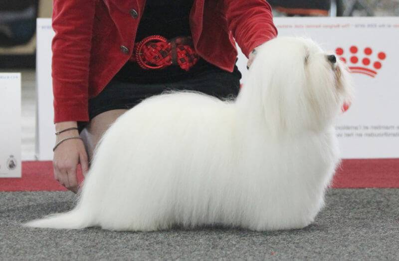 Coton de Tulear puppies - Cotonbrie Lenon John & Delux The Sweetest Coton