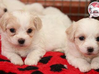 Sandra and Coton de Tulear puppies