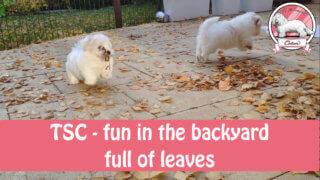 coton puppies in backyard