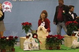 Coton de Tulear - Lublin CACIB Show