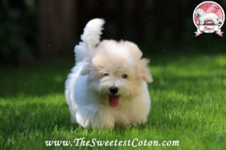 Padme TSC - Coton de Tulear