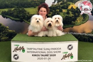 Coton de Tulear in Lithuania 2020