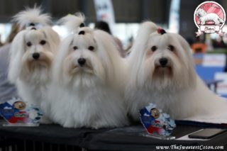 Coton de Tulear in Brno 2020