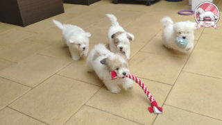 The Sweetest Coton de Tulear puppies play on a terrace