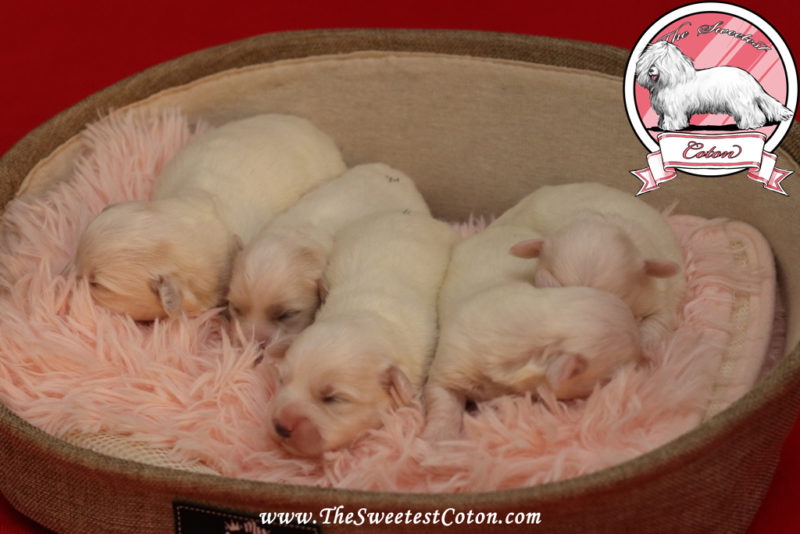 Puppies The Sweetest Coton