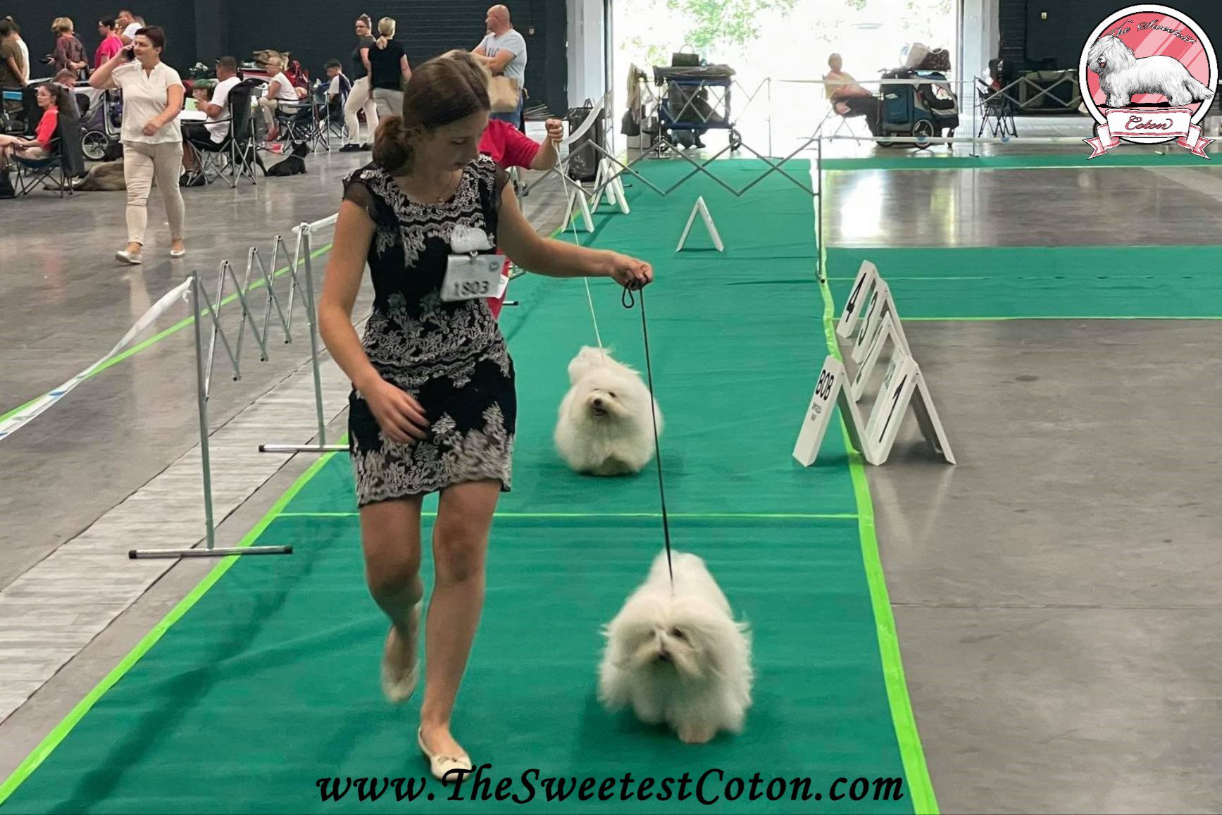 Coton de Tulear on show in Bydgoszcz (International Dog Show In Poland