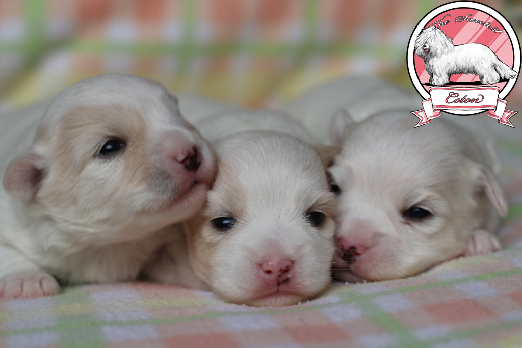 Coton de Tulear puppies for sale