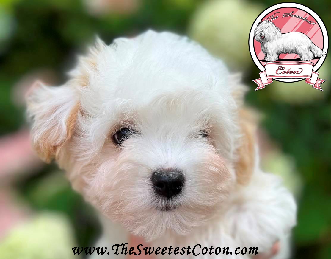 Teacup coton de store tulear