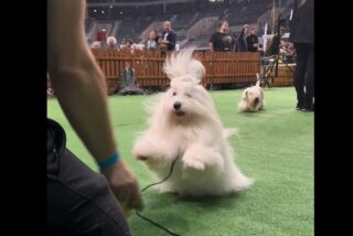 The Sweetest Coton - Coton de Tulear relax after the show